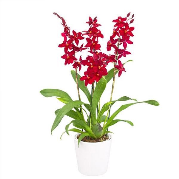 Oncidium (Burr.) Fran's Jewels '64'- Without Flowers | BS - Buy Orchids Plants Online by Orchid-Tree.com