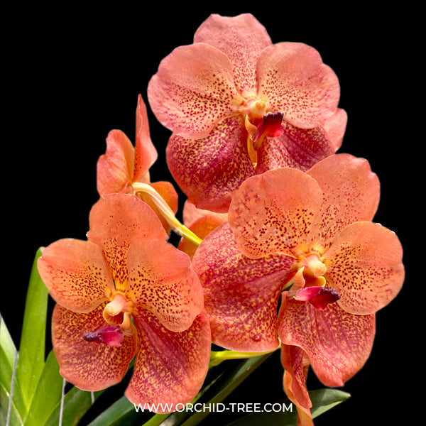 Vanda Fuch Harvest Moon x Dhongchai Pulsawat # 421 - BS