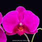 Phalaenopsis Lianher Omega Orchid- BS