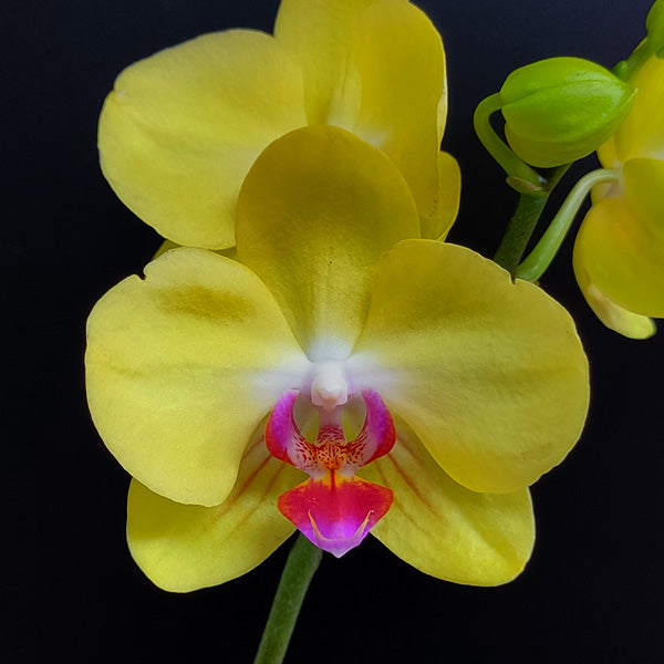 Phalaenopsis Fuller's Sunset Orchid Plant - FF
