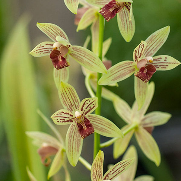 Grammatocymbidium Lovely Melody Lipstick - BS