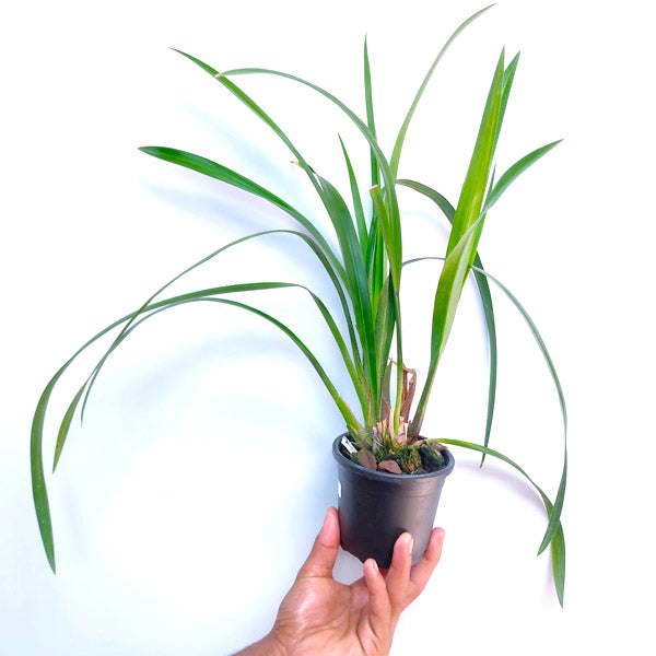 Grammatocymbidium (HTC) Pakkret Garuda Red - BS