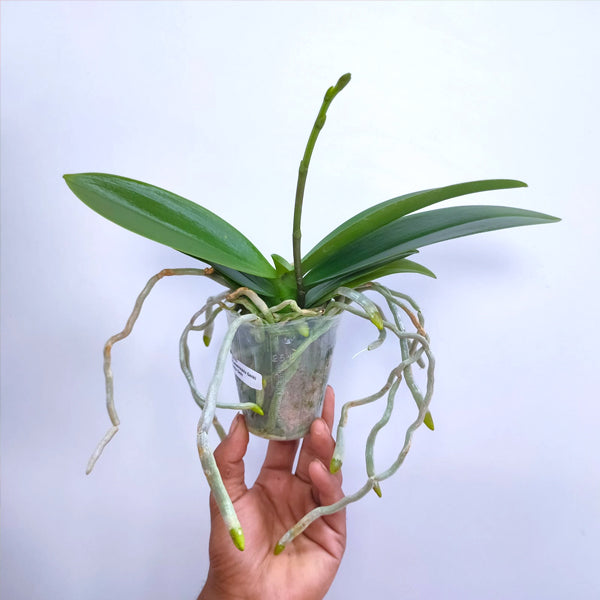 Phalaenopsis OX Sunlight - FF