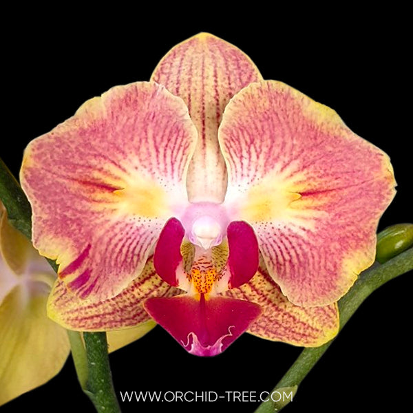 Phalaenopsis Fullers Gold Stripe 458 Peloric (2 eyes) - FF