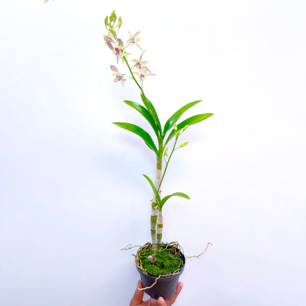 Dendrobium Gold Parrot - BS