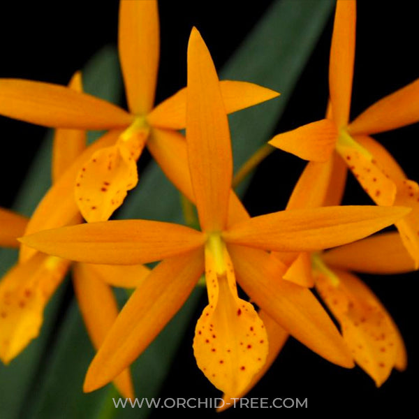 Cattleya (Pvc.) Golden Peacock - BS