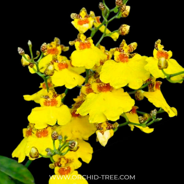 Oncidium Golden Shower - BS