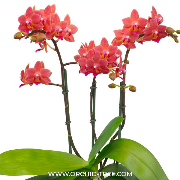 Phalaenopsis Goodnight Kiss - FF