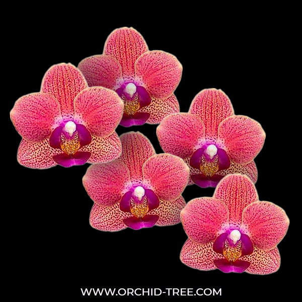 Phalaenopsis Gypsy Festival - BS