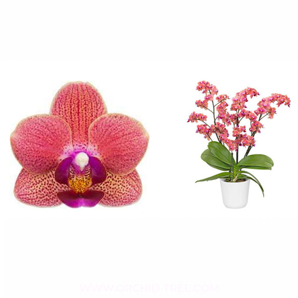 Phalaenopsis Gypsy Festival - BS
