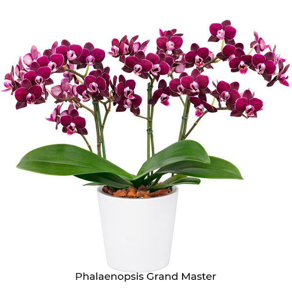 Phalaenopsis Seedling Combo SS | Pack of 10