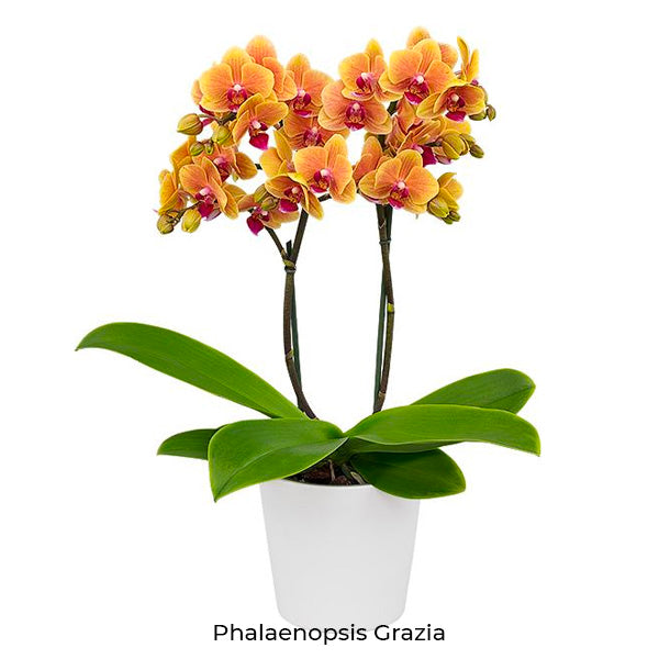Phalaenopsis Seedling Combo SS | Pack of 10