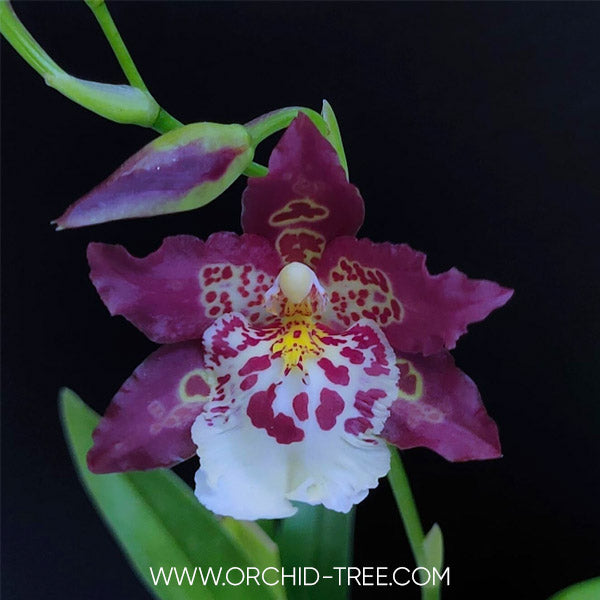 Oncidium (Bur.) Guan Shin Diamond - FF