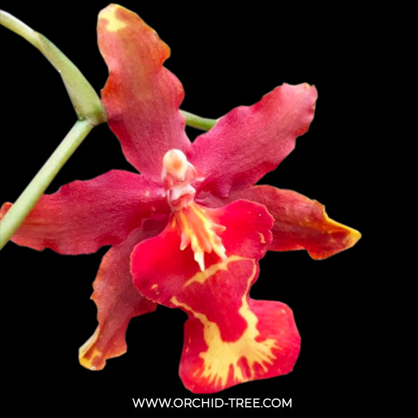 Oncidium (Burr.) Guann Shin Rouge 'Ruby'- BS