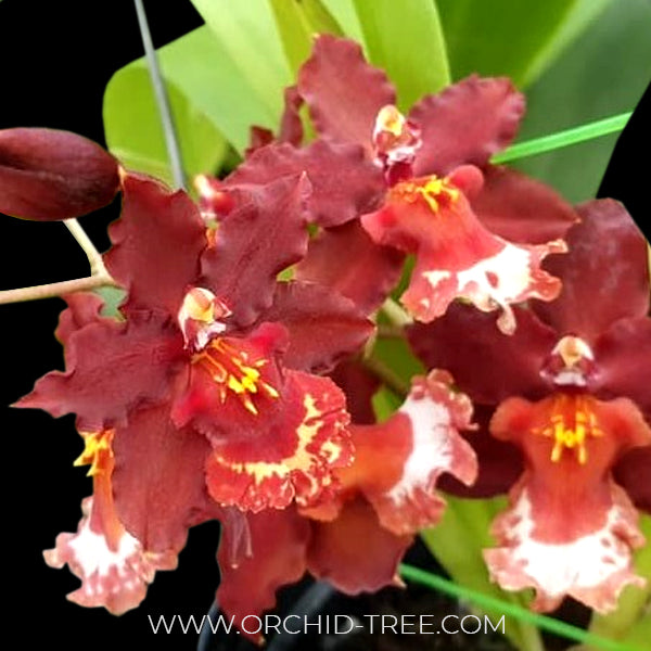 Oncidium Guan Shin Jaguar Lucky Star | BS