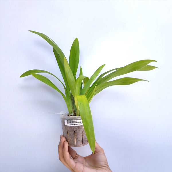 Oncidium Guan Shin Jaguar Lucky Star | BS