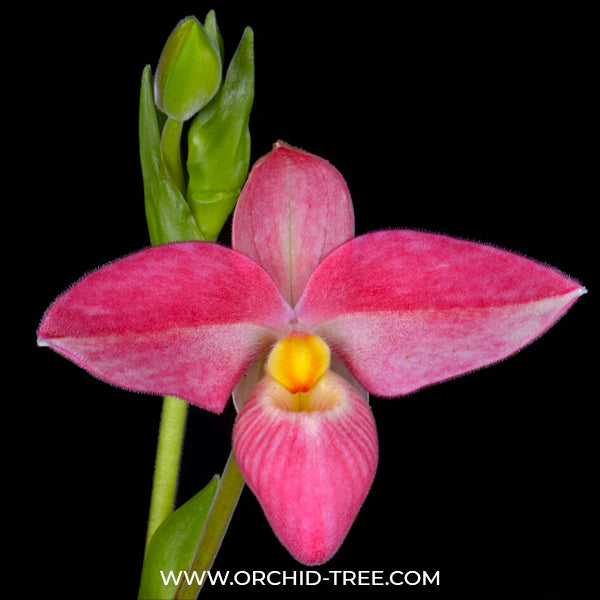 Phragmipedium Hanne Popow - BS