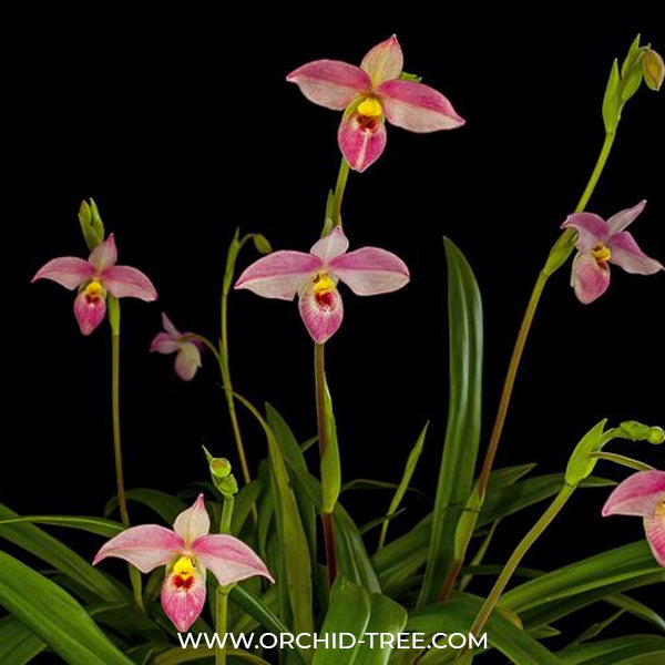 Phragmipedium Hanne Popow - BS