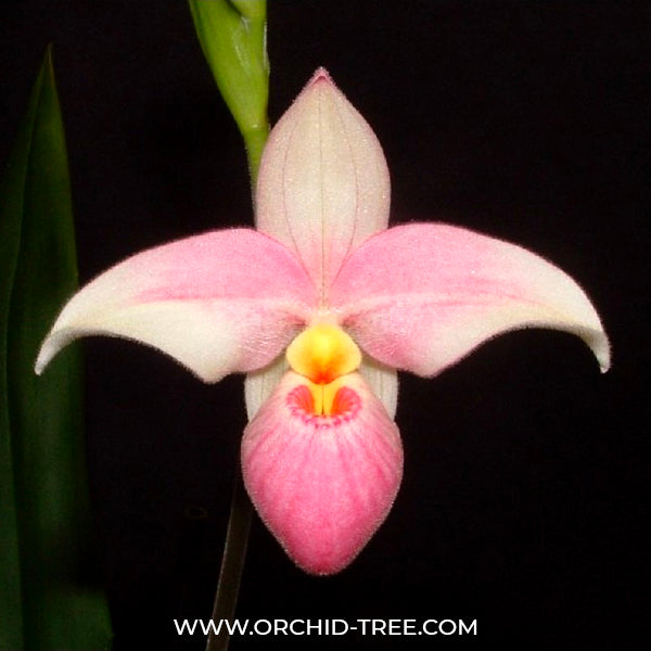 Phragmipedium Hanne Popow - BS