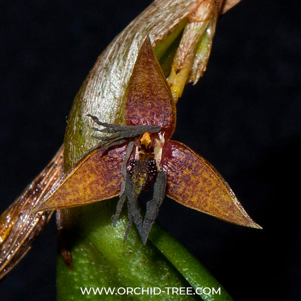 Bulbophyllum haniffii sp. - BS