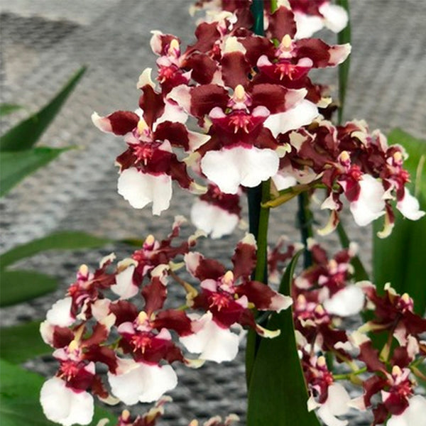 Oncidium Heaven Scent Redolence - FF