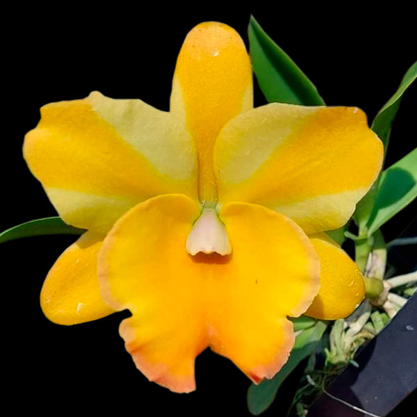 Cattleya (Rlc.) Nell Hammer - BS