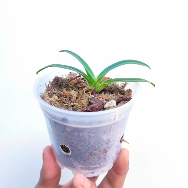Paphiopedilum henryanum Sp. - MS