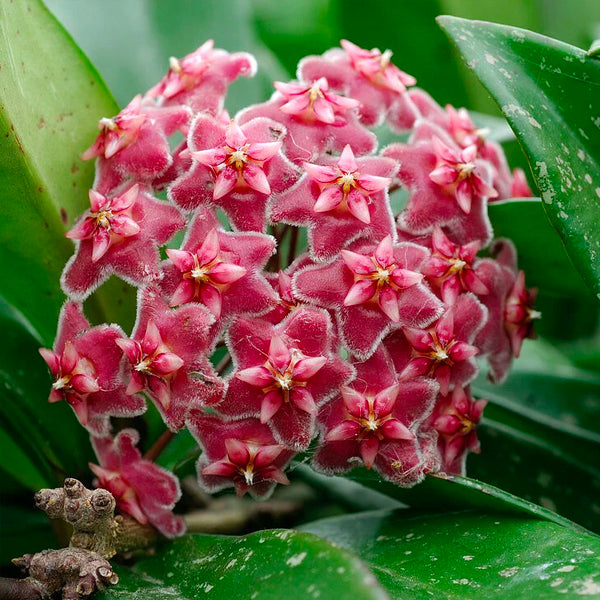 Hoya pubicalyx splash