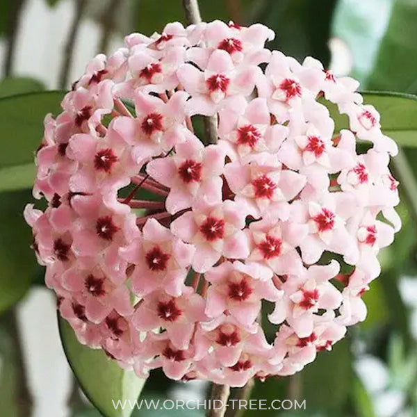 Hoya Carnosa Chelsea