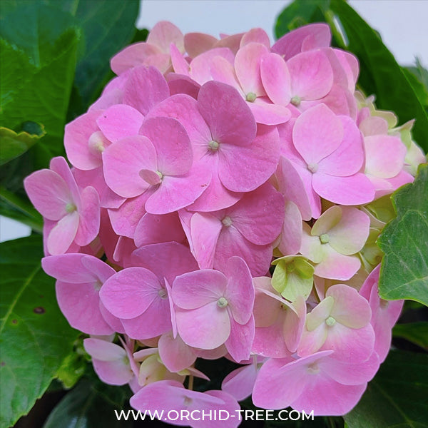 Hydrangea Small Pot