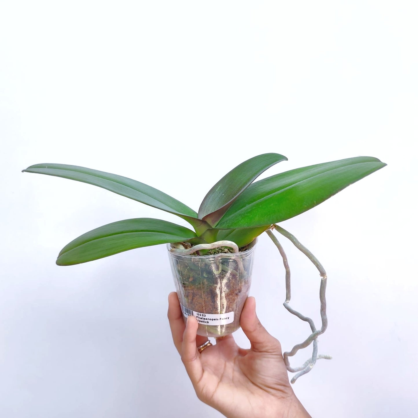 Phalaenopsis Fancy Lipstick - With Tiny Spike | FF - Buy Orchids Plants Online by Orchid-Tree.com