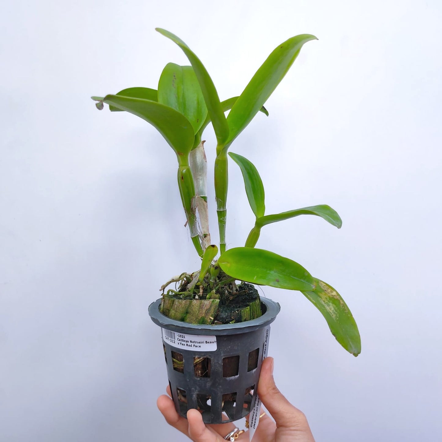 Cattleya Netrasiri Beauty x Yen Red Face - Without Flowers | BS - Buy Orchids Plants Online by Orchid-Tree.com