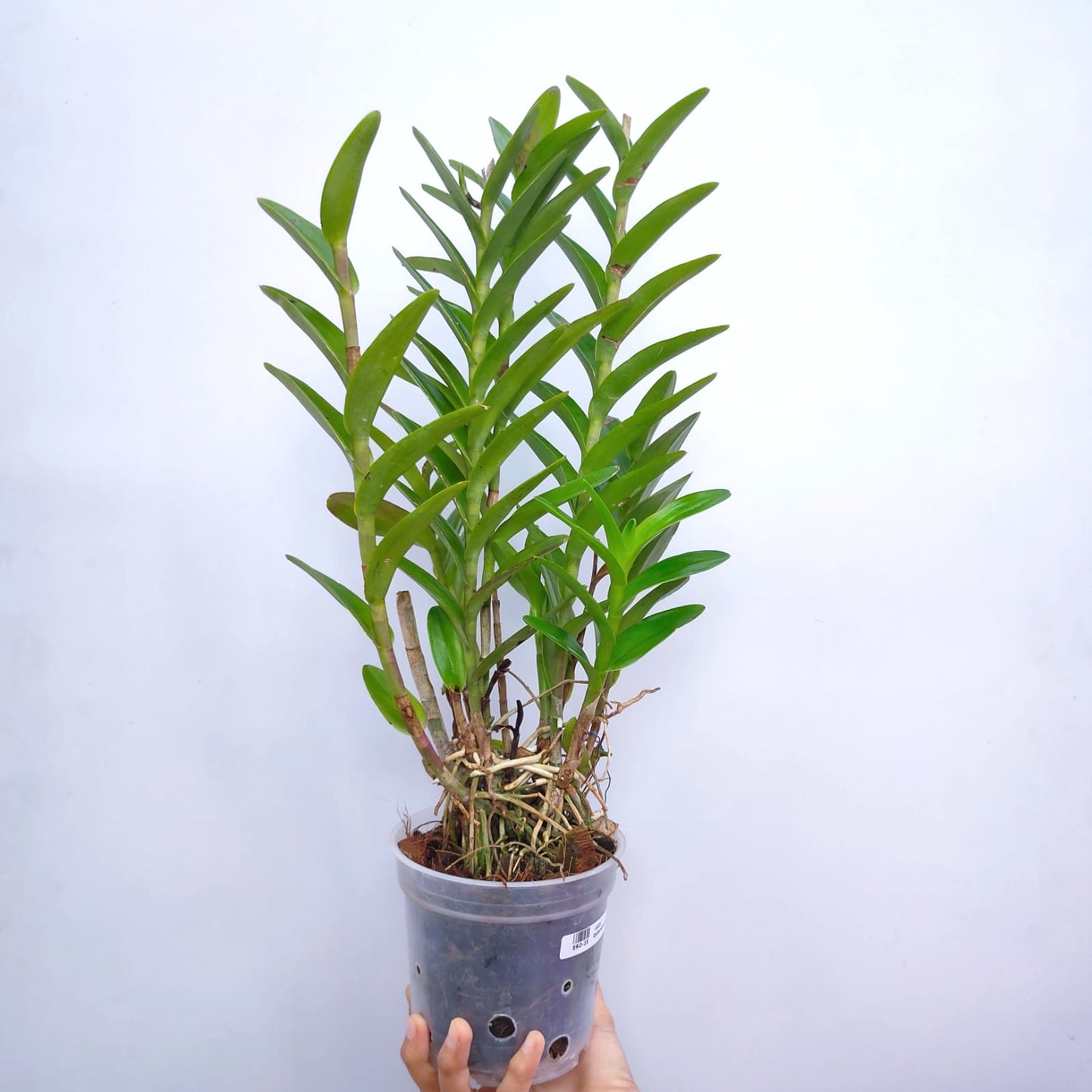 Epidendrum Pink - Without Flower | BS - Buy Orchids Plants Online by Orchid-Tree.com
