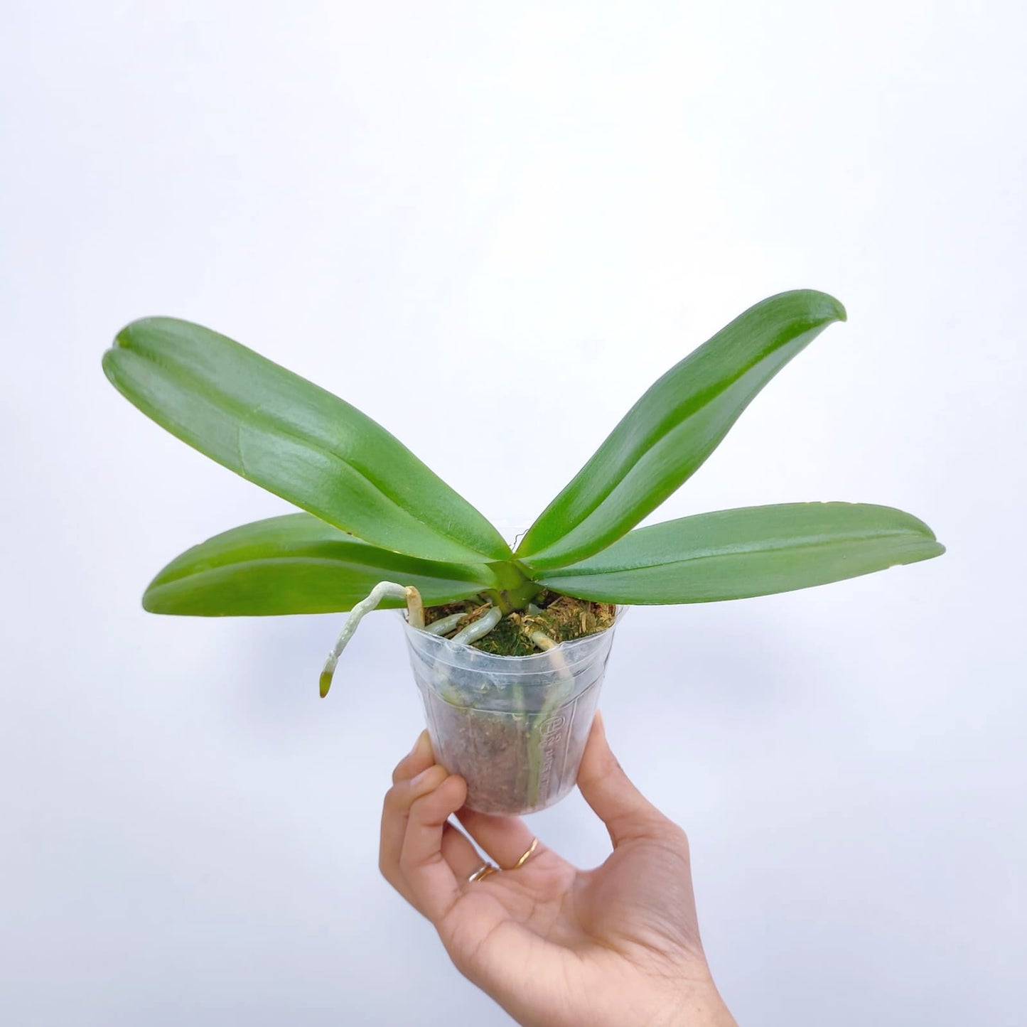 Phalaenopsis Fullers Spot - With Small Spike | FF - Buy Orchids Plants Online by Orchid-Tree.com