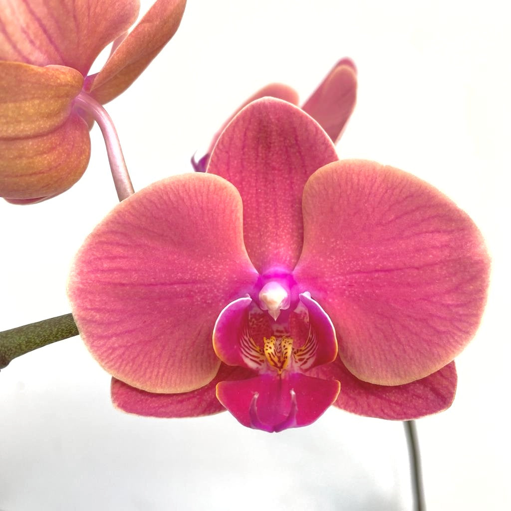 Phalaenopsis OX Golden Apple - FF
