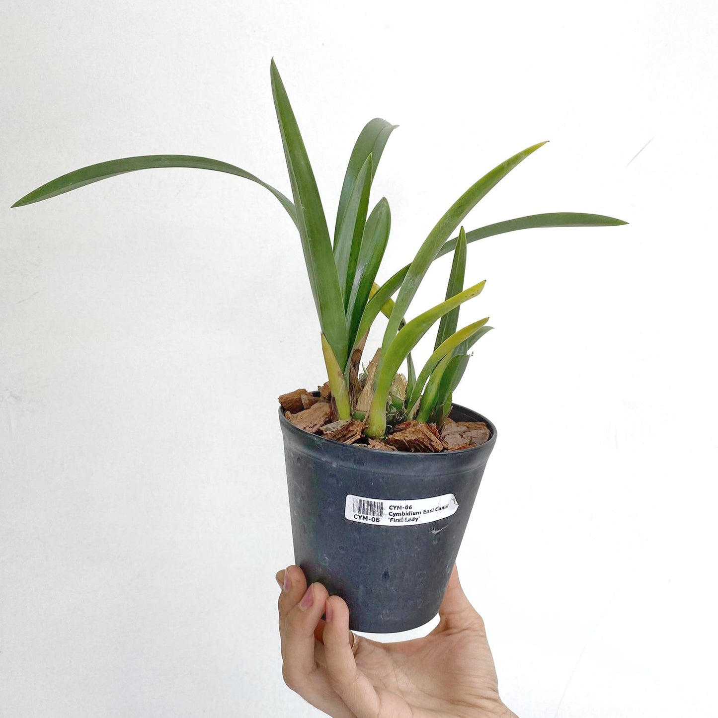 Cymbidium Ensi Canal 'First Lady' - | BS