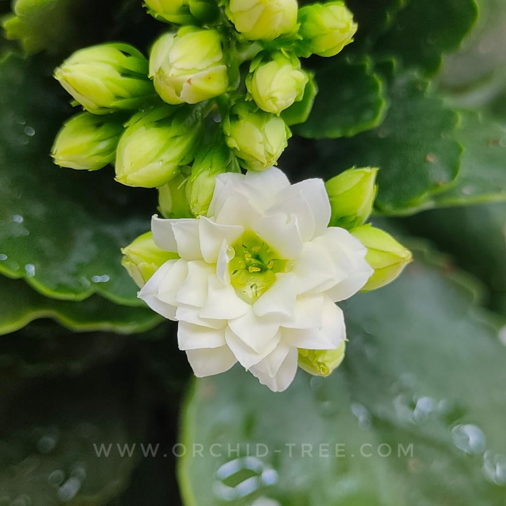 Kalanchoe | Flowering Plants