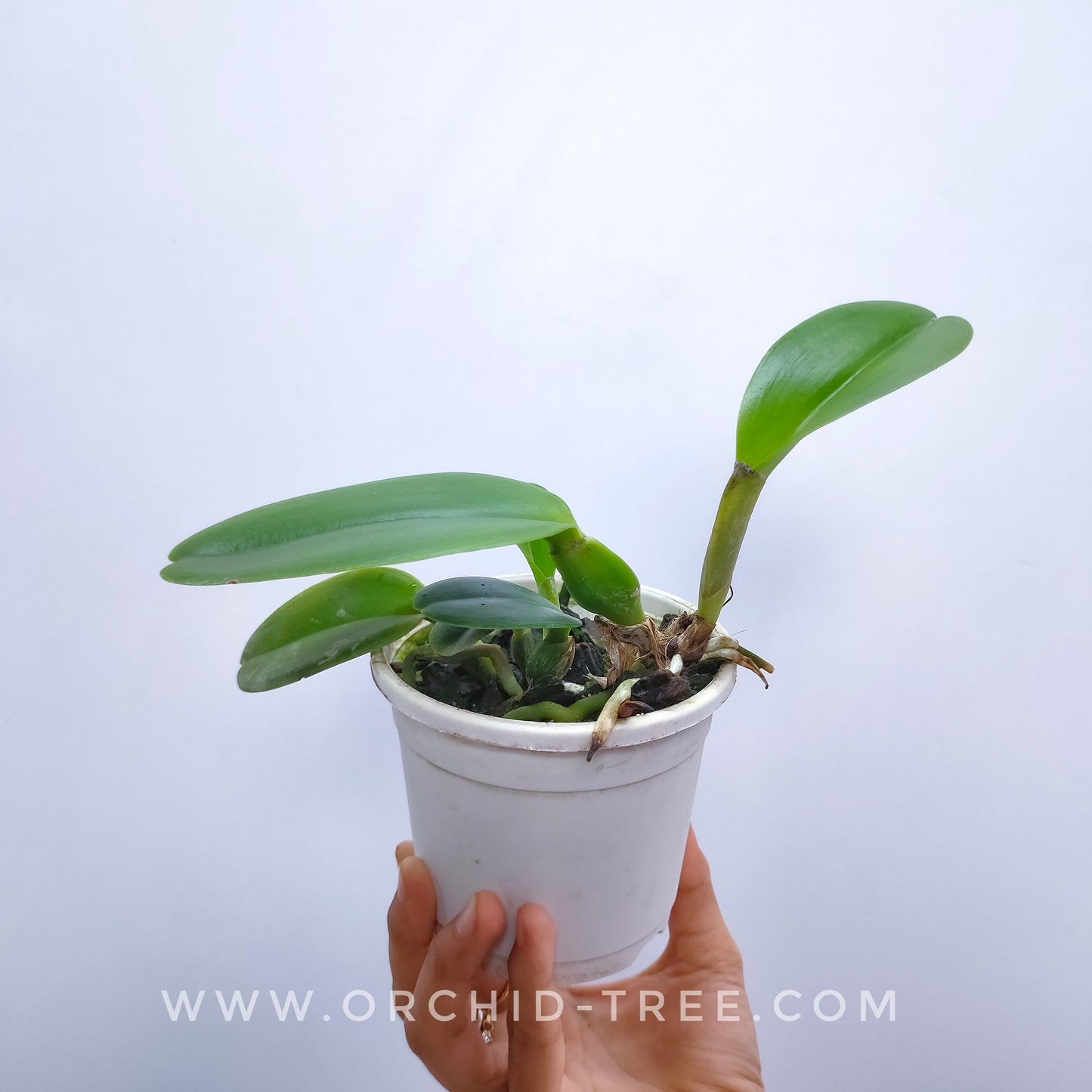 Cattleya trianaei var. coerulea sp. - Without Flowers | BS - Buy Orchids Plants Online by Orchid-Tree.com