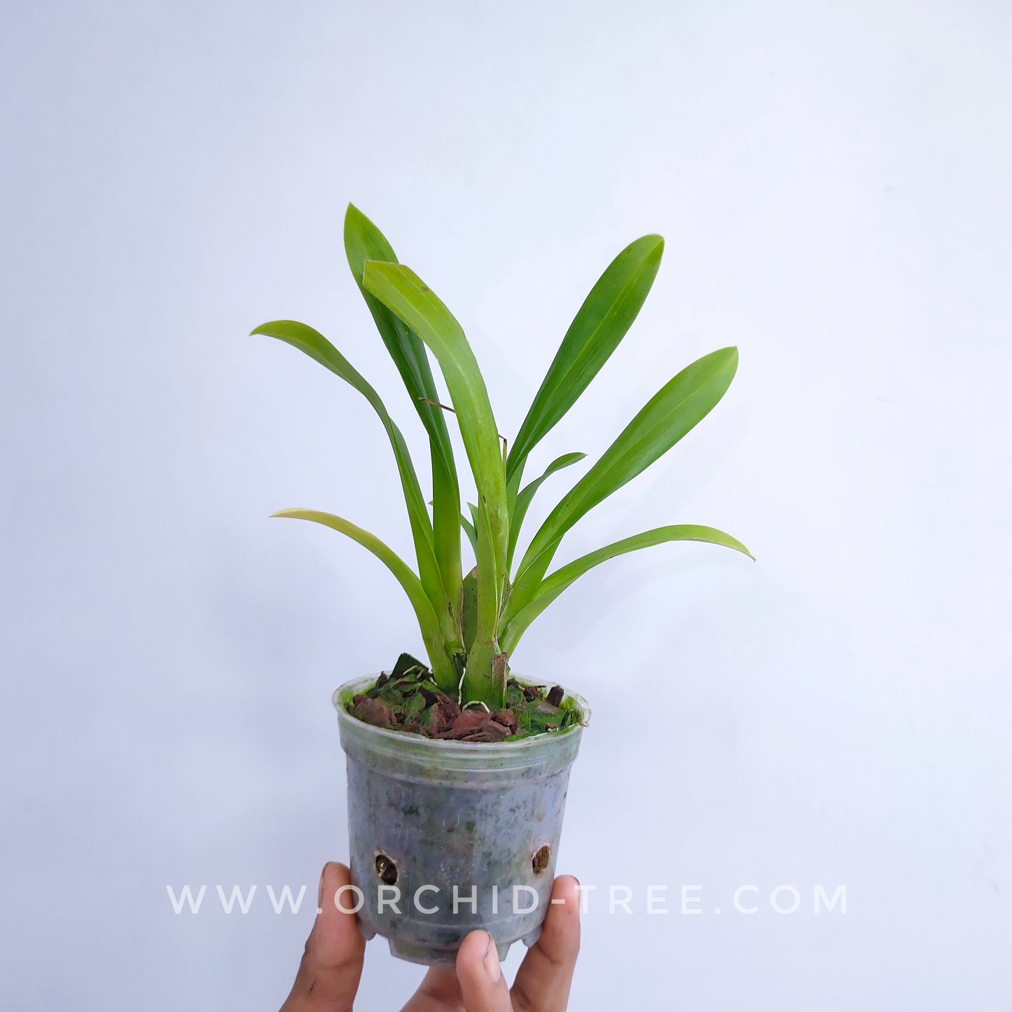 Oncidium (Burr.) Fran's Jewels '64'- Without Flowers | BS - Buy Orchids Plants Online by Orchid-Tree.com