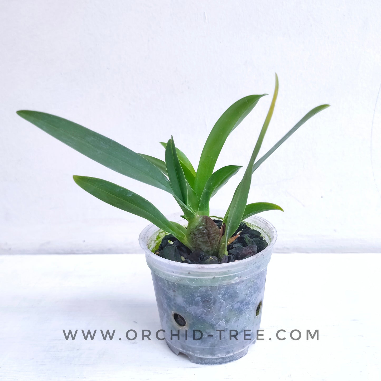 Oncidium (Wils.) Rising Sun 'Red Sun' - Without Flowers | BS - Buy Orchids Plants Online by Orchid-Tree.com