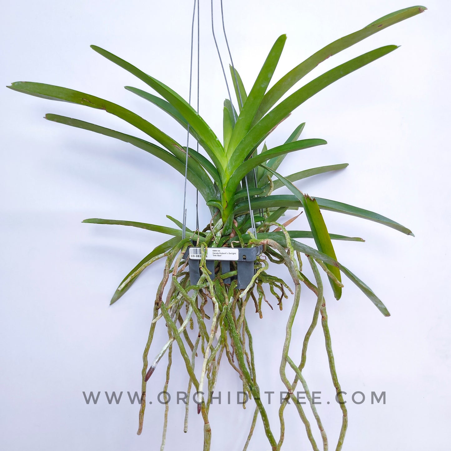 Vanda Robert's Delight 'Ink Star' - Without Flowers | BS - Buy Orchids Plants Online by Orchid-Tree.com