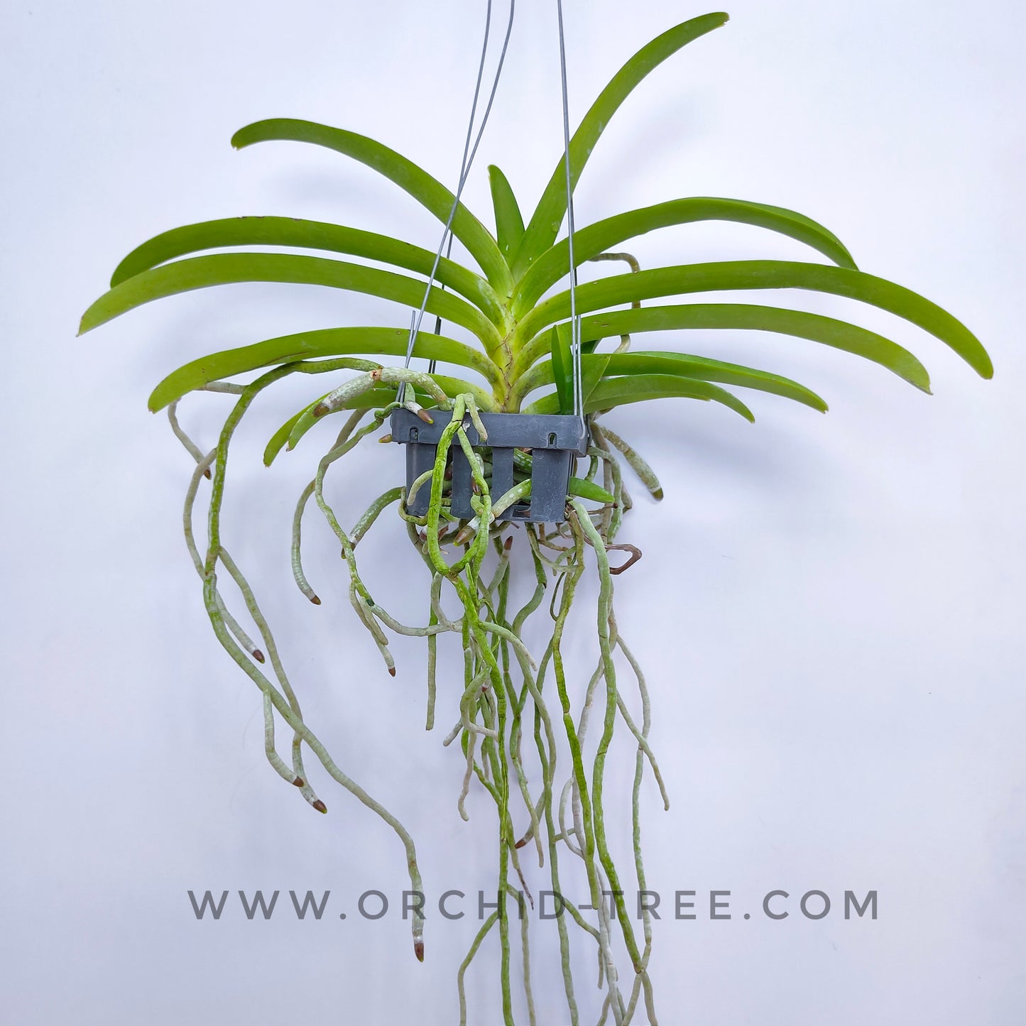 Vandachostylis Ploenpit Prize - Without Flowers| BS - Buy Orchids Plants Online by Orchid-Tree.com