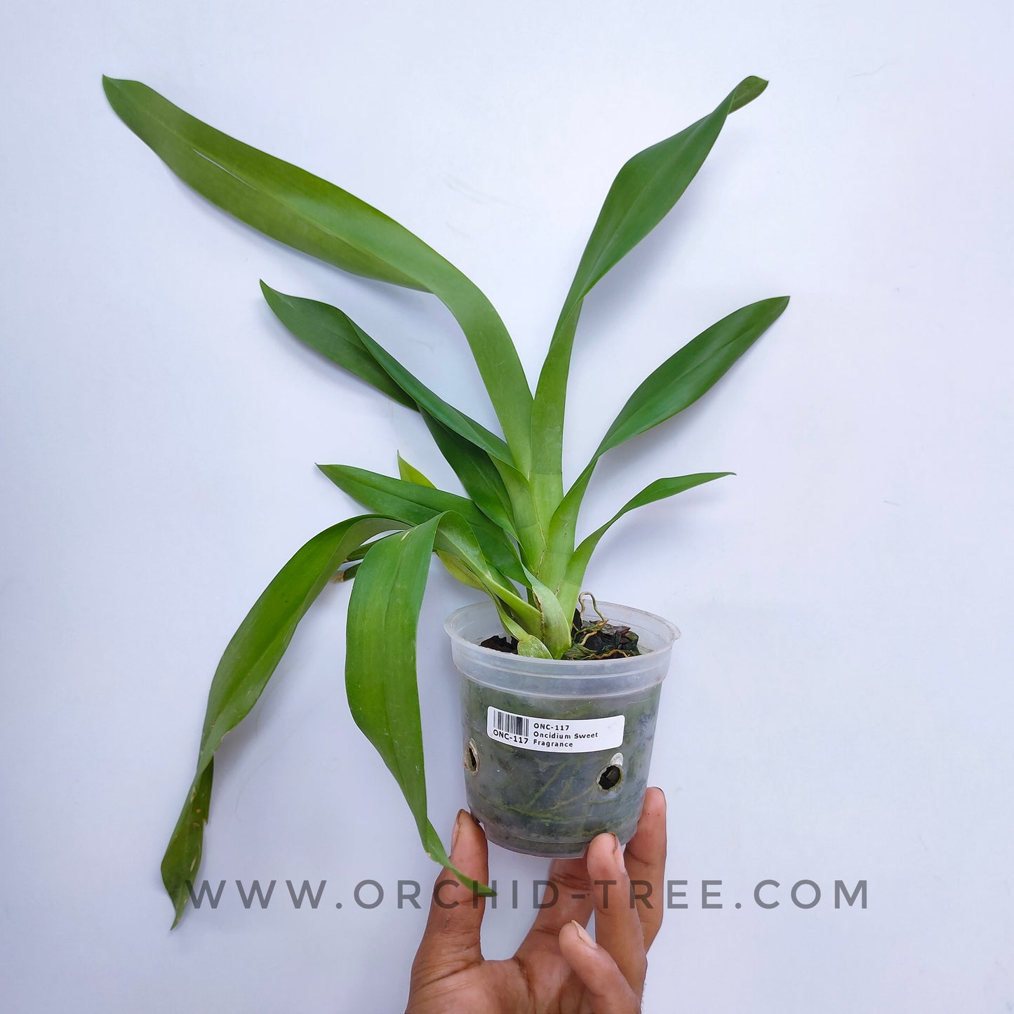 Oncidium Sharry Baby 'Sweet Fragrance' - Without Flowers | BS - Buy Orchids Plants Online by Orchid-Tree.com