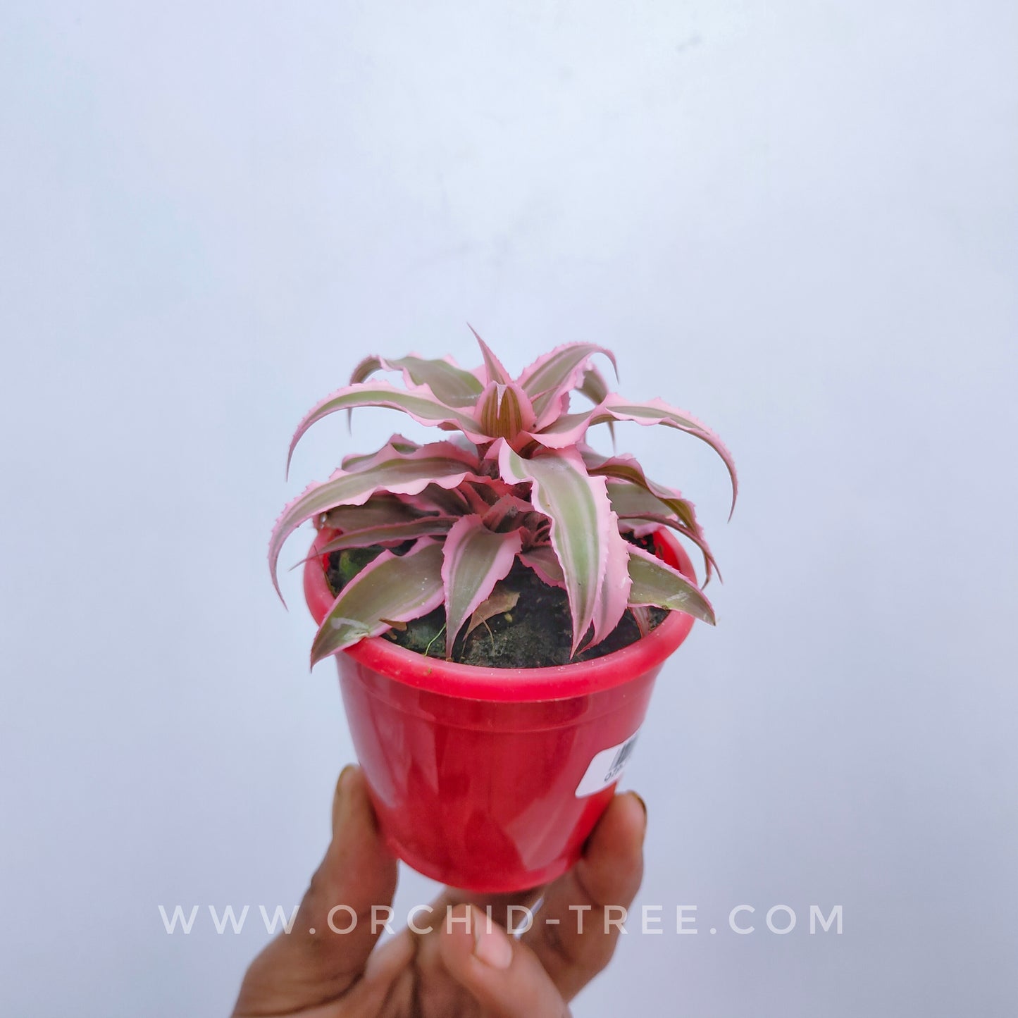 Crypthanthus Pink (Bromeliad)