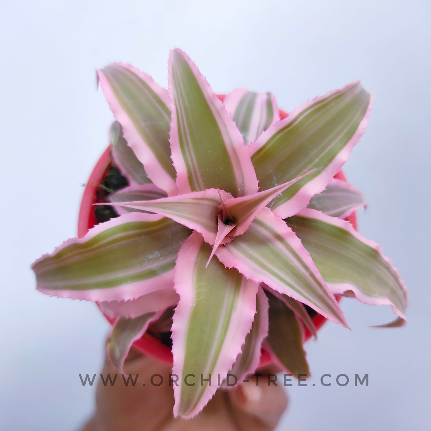 Crypthanthus Pink (Bromeliad)
