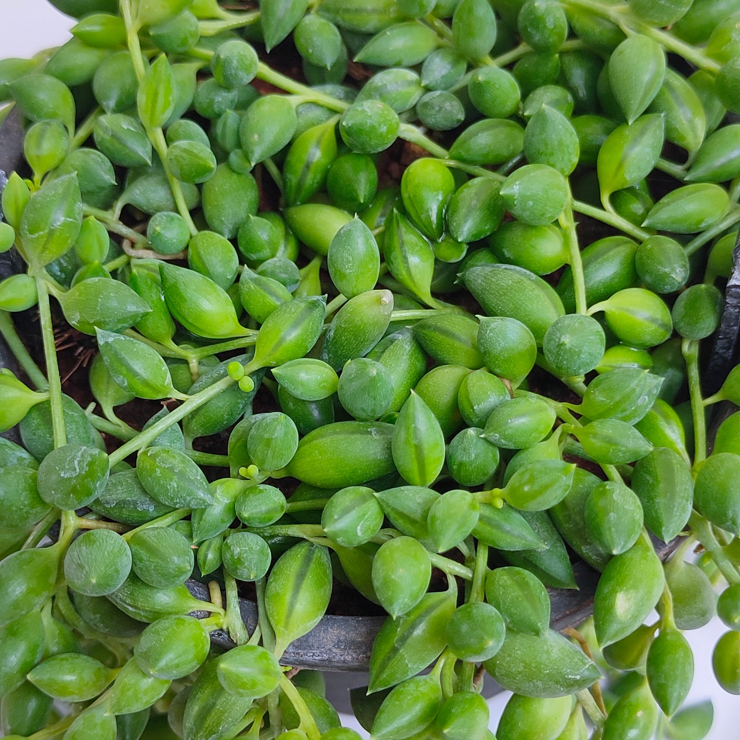 String of Tears | Indoor / Outdoor Plant