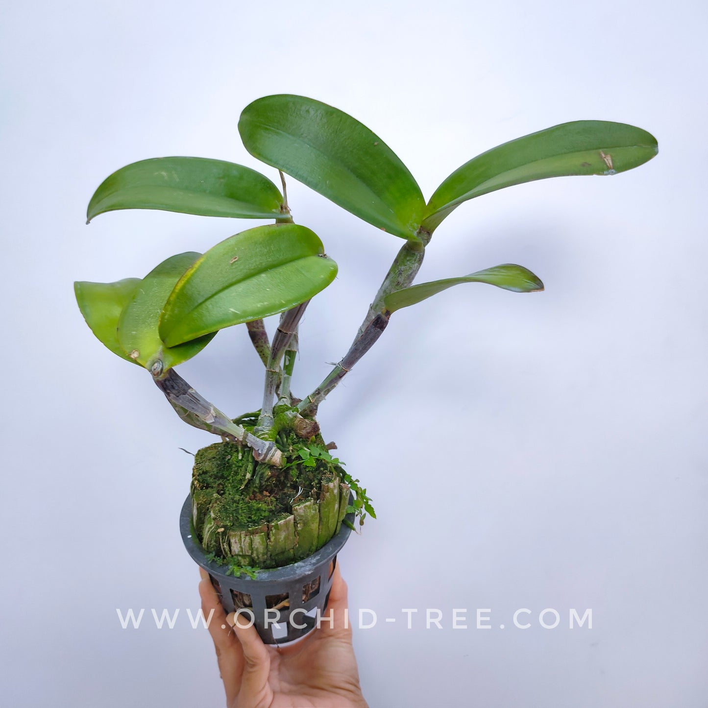 Cattleya Loog Tone Red x Jungle Elf - With Bud | FF