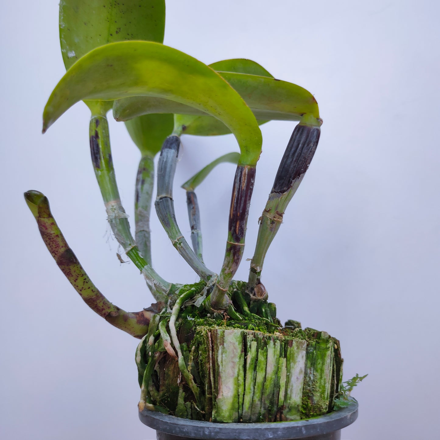 Cattleya Loog Tone Red x Jungle Elf - With Bud | FF