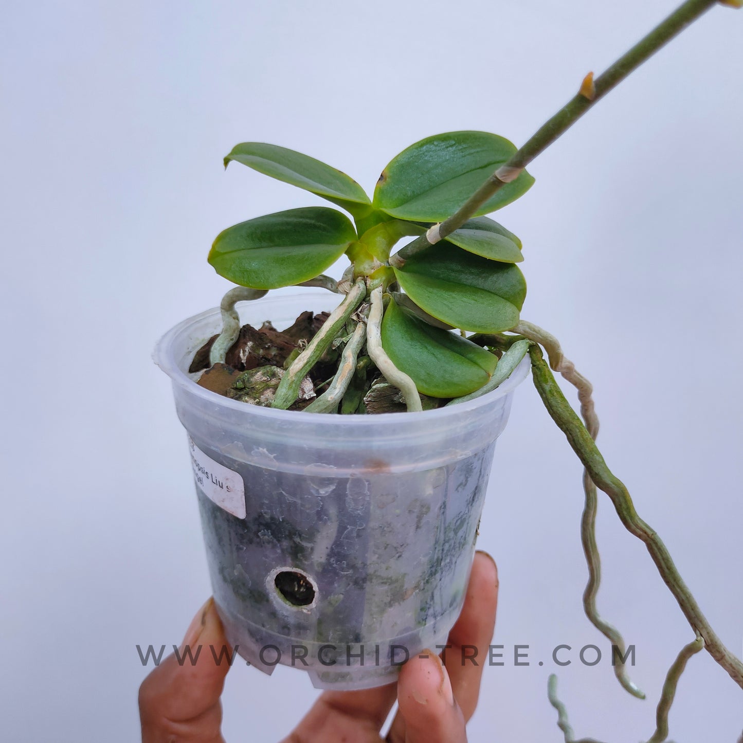 Phalaenopsis Liu's Cute Angel Miniature- With Flowers | FF