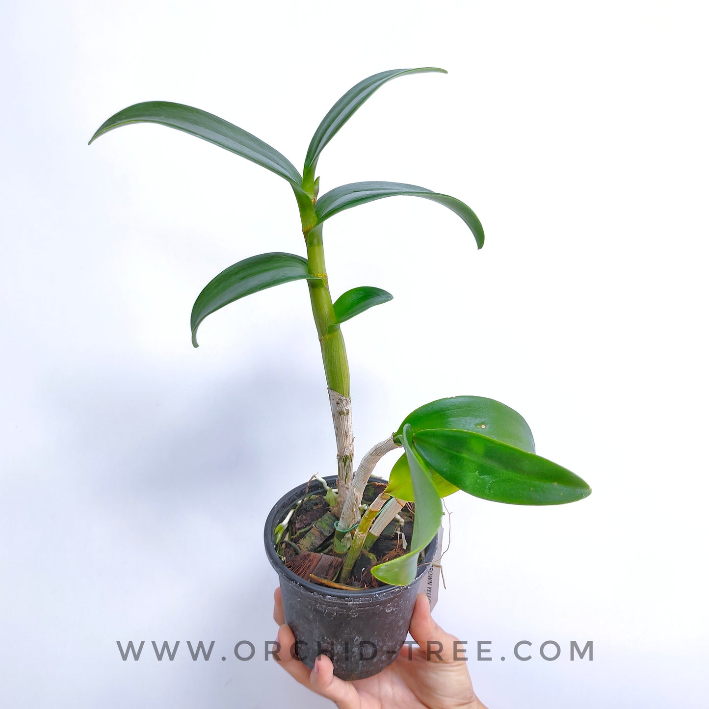 Dendrobium Brown Yellow - BS